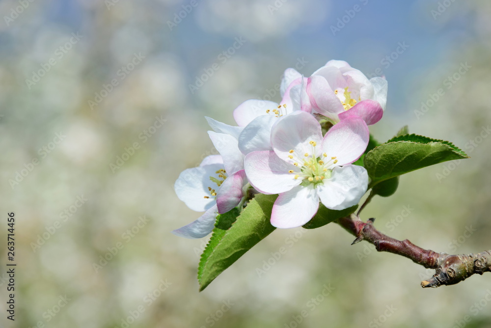 Obraz premium Apfelblüte in Südtirol