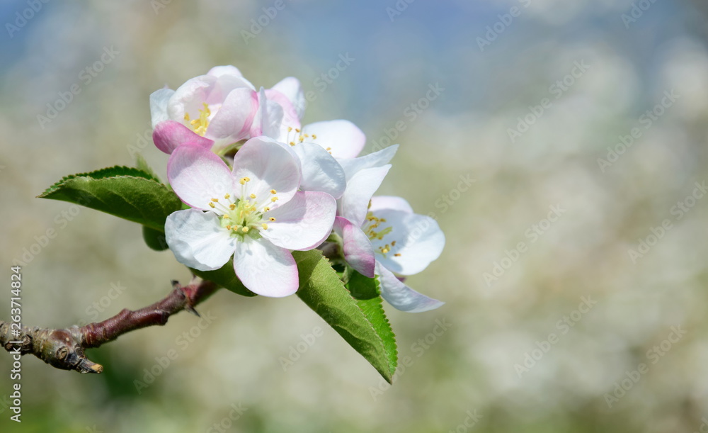 Apfelbaumblüten - Apfelbaum - Blütezeit im Etschtal in Südtirol