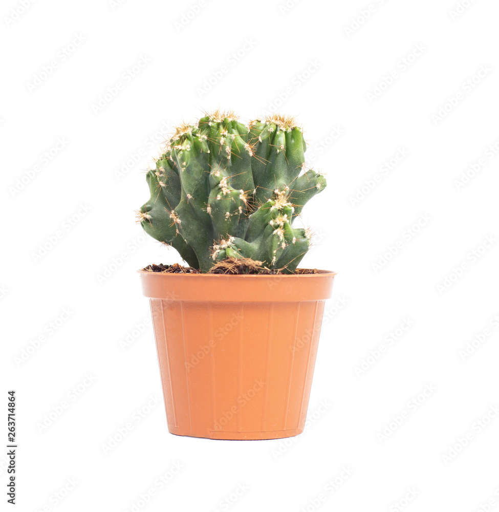Green small office cactus in a pot on a white background, isolate, peyote Green small office cactus in a pot on a white background, isolate, peyote