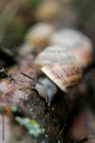 snail crawling on a tree