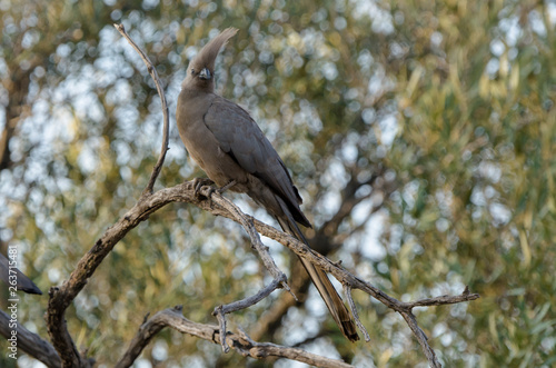 Touraco concolore,.Corythaixoides concolor, Grey Go away bird photo