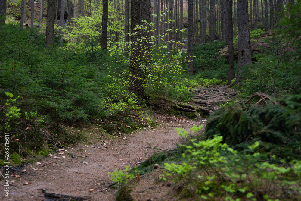 Fototapeta premium Wanderweg Sächsische Schweiz Wald