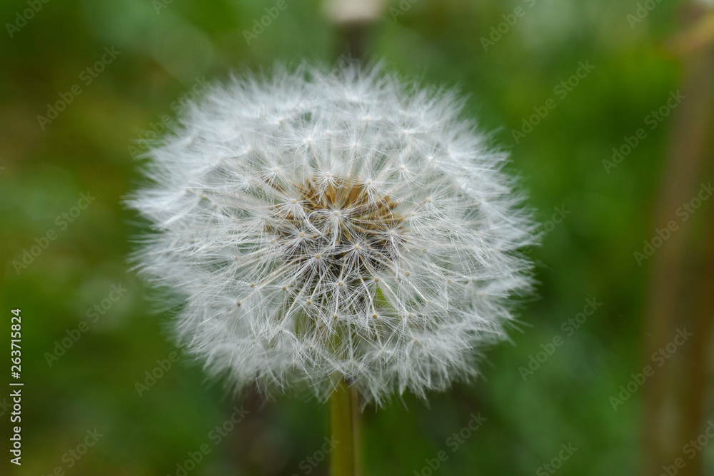 Dandelion, blowing ball. Bloomed dandelion seeds close up