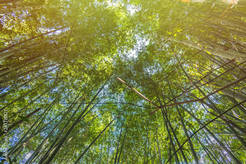 Bamboo Forest with sunlight in Chiang Rai  Thailand.