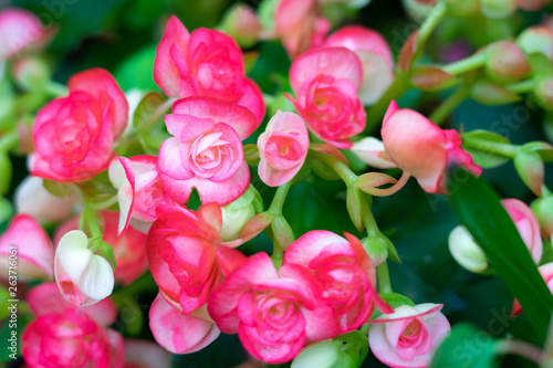 Numerous bright flowers of tuberous begonias (Begonia tuberhybrida) in garden.