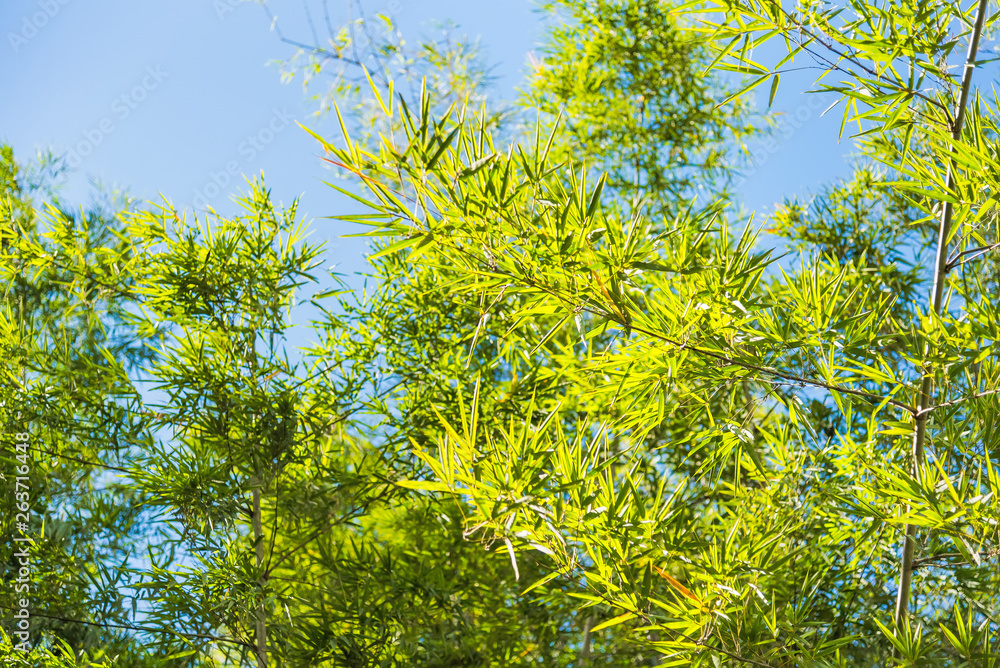 Fototapeta premium Bamboo Forest with sunlight in Chiang Rai, Thailand.