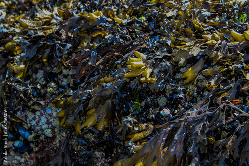 Yellow and Purple Seaweed © Grace