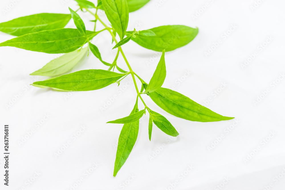 Fototapeta premium Andrographis paniculata plant