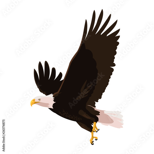 beautiful bald eagle flying