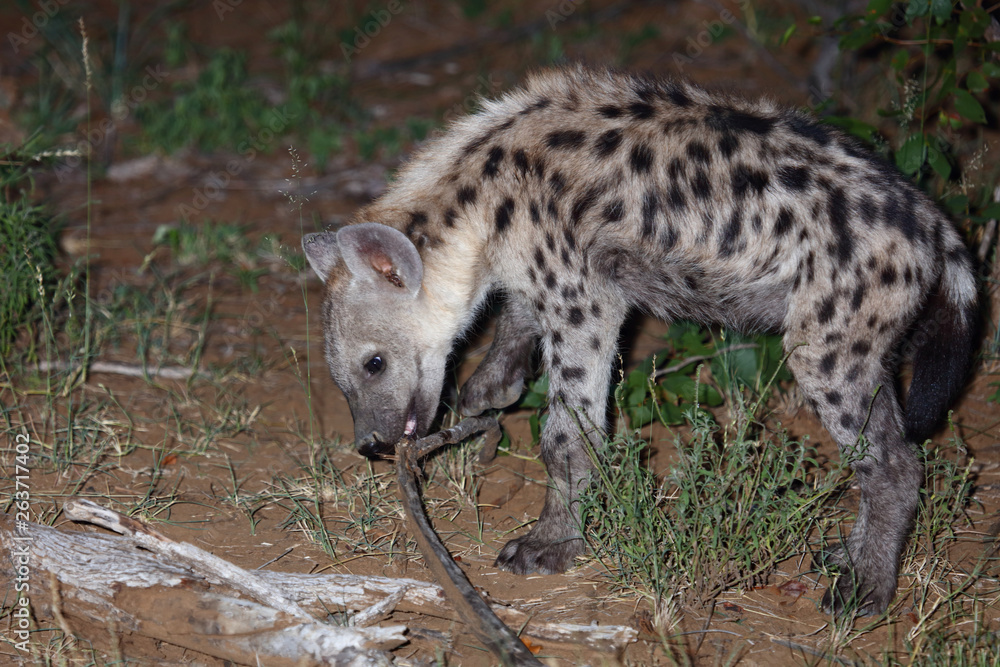 Tüpfelhyäne / Spotted Hyaena / Crocuta crocuta. Tüpfelhyäne / Spotted Hyaena / Crocuta crocuta.