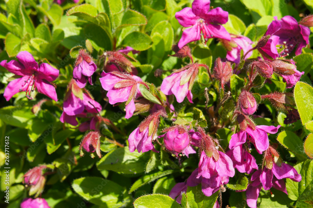 Therorhodion camtschaticum kamtchatka rhododendron plant Therorhodion camtschaticum kamtchatka rhododendron plant