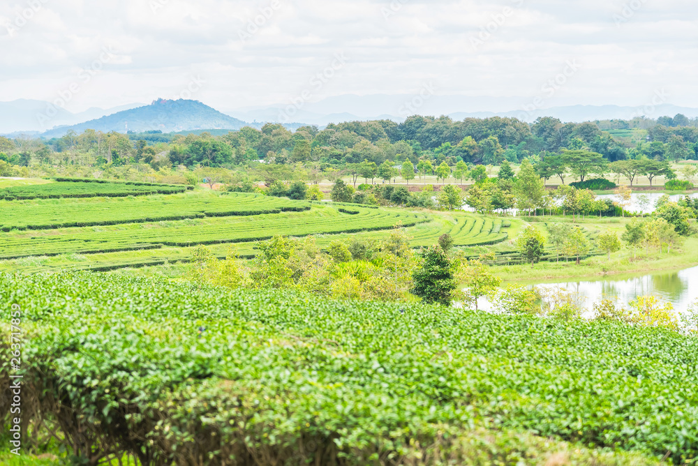 Landscape View at Tea Plantation in the morning on a Cloudy day.Thailand.