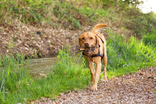 Fuchsroter Labrador Retriever kommt aus dem Wasser