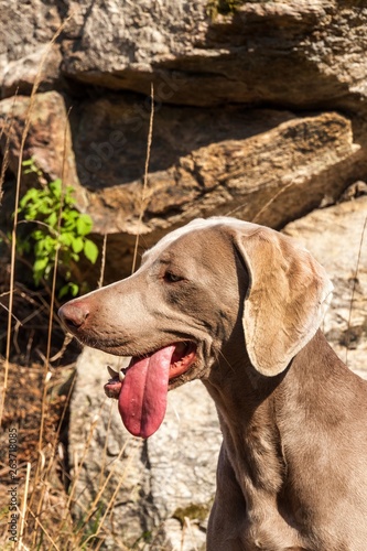 Weimaraner on rock in forest. Hunting dog on the hunt. Spring walk through the forest with a dog.  Hound on the hunt. © martinfredy