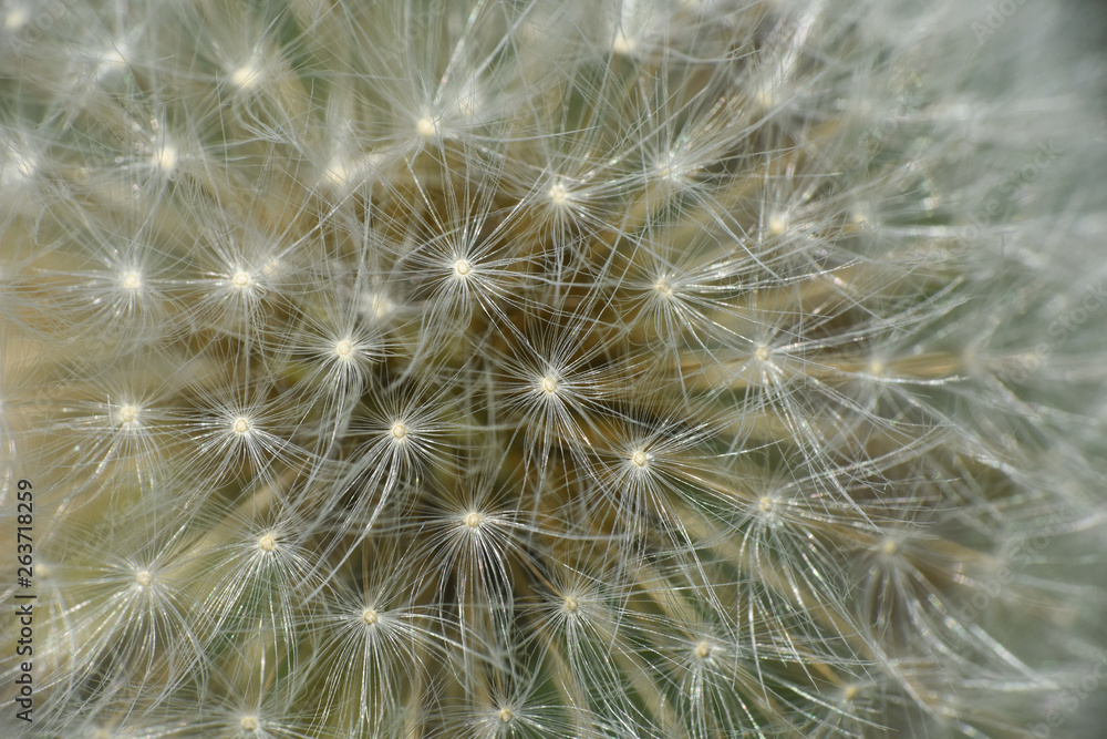 Naklejka premium Dandelion, blowing ball. Bloomed dandelion seeds close up