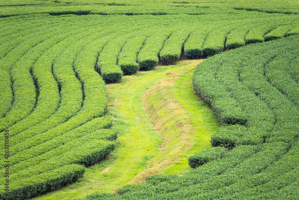 Landscape View at Tea Plantation in the morning on a Cloudy day.Thailand. Landscape View at Tea Plantation in the morning on a Cloudy day.Thailand.