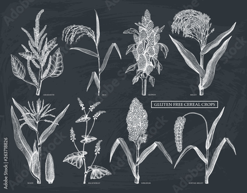 Hand drawn cereal crops set. Gluten free plants collection. Vector vegetables drawing in engraved style. High detailed vegetarian food objects. Great for packaging, menu, label, icon. On chalkboard.