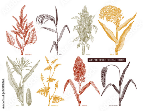 Hand drawn cereal crops set. Gluten free plants collection. Vector vegetables drawing in engraved style. High detailed vegetarian food objects. Great for packaging, menu, label, icon.