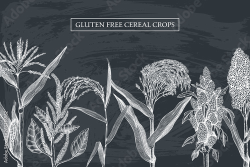Gluten free plants design template. Hand drawn cereal crops sketches. High detailed vegetarian food illustration. Farm market products on chalkboard. Great for packaging, menu, label.