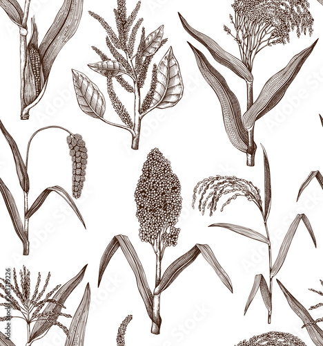 Hand drawn cereal crops background. Gluten free plants seamless pattern. Vector vegetables drawing in engraved style. High detailed vegetarian food objects. Great for packaging, menu, label.