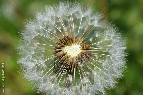 Dandelion  blowing ball. Bloomed dandelion seeds close up