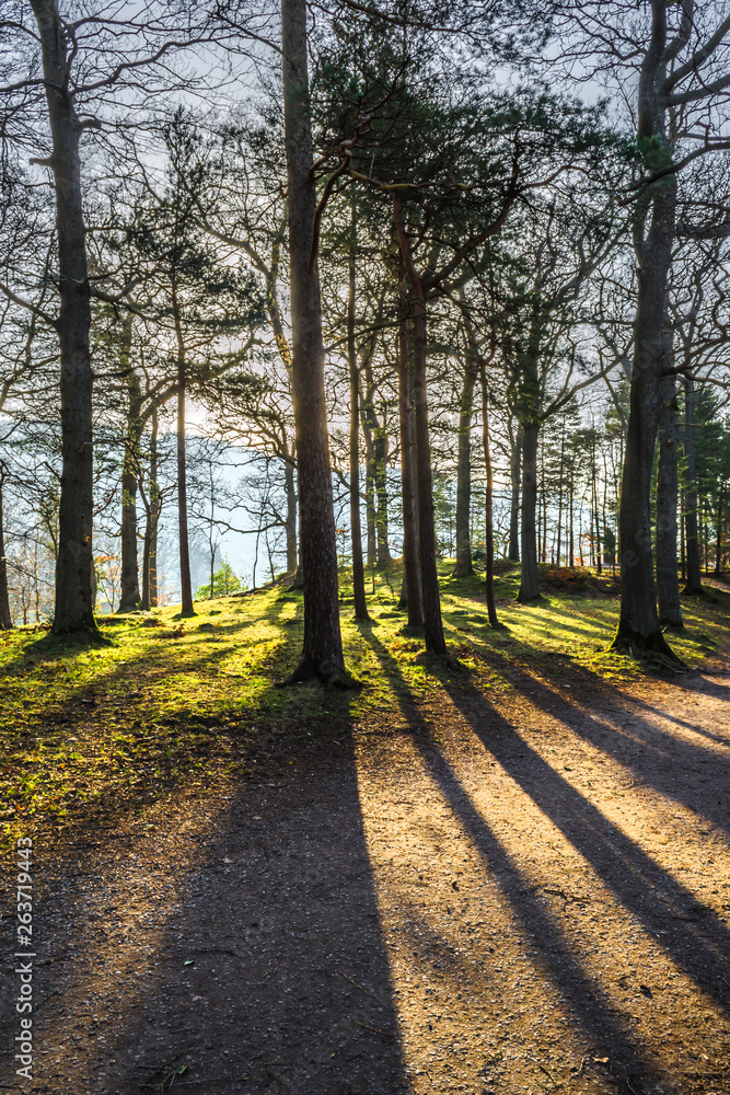 Obraz premium The morning sun shining through trees and casting strong shadows to the fore ground. 