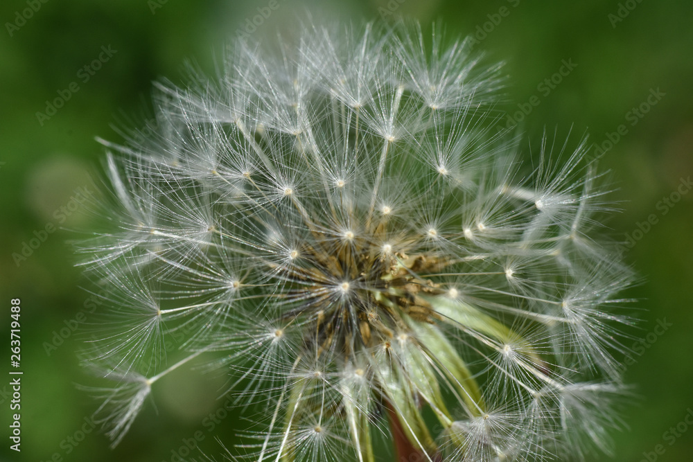 Dandelion, blowing ball. Bloomed dandelion seeds close up Dandelion, blowing ball. Bloomed dandelion seeds close up
