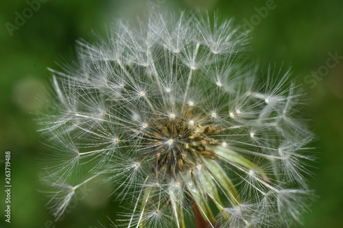 Dandelion  blowing ball. Bloomed dandelion seeds close up