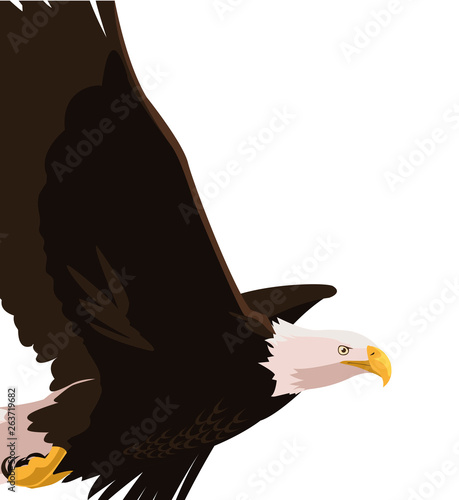 beautiful bald eagle flying