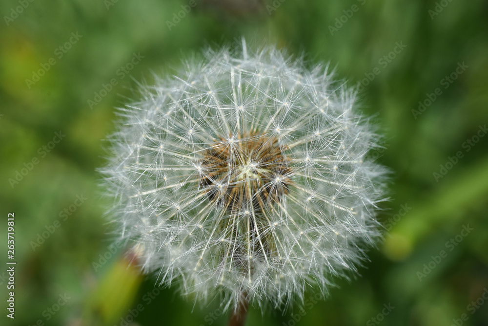 Dandelion, blowing ball. Bloomed dandelion seeds close up Dandelion, blowing ball. Bloomed dandelion seeds close up