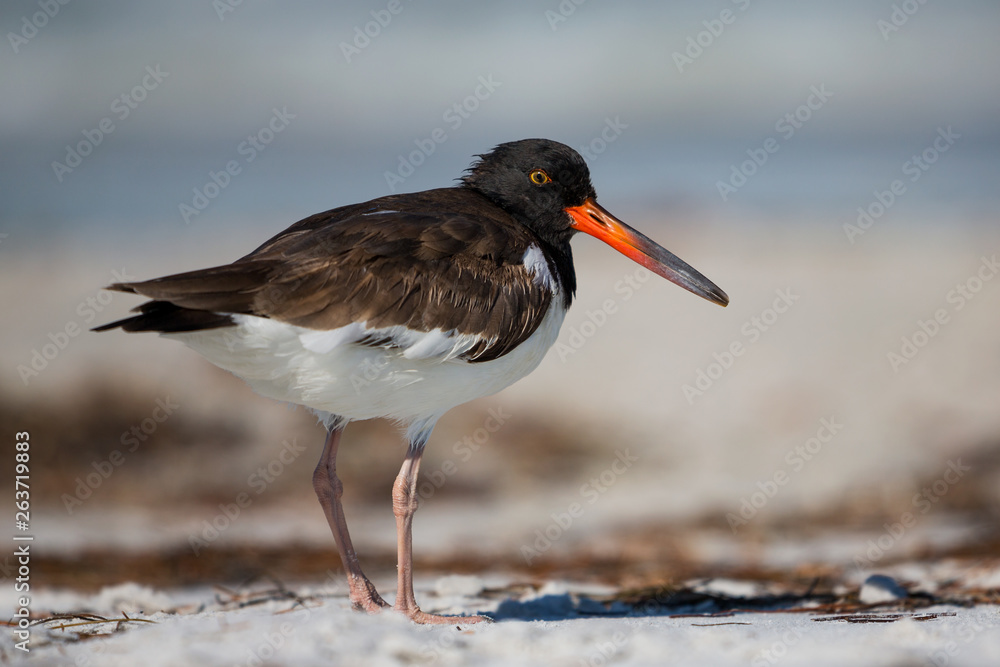 American oystercatcher portrait (Haematopus palliatus), Florida, United States Of America