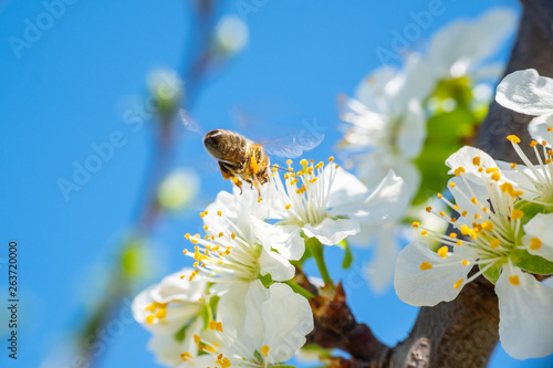 Close up detail shot of bee collecting pollen from fresh white blossoming flowers, spring, save the enviroment and endangered species concept, handheld 1080p Full HD shot