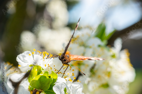 Swallowtail butterfly collecting nectar from white blossoming flowers, fresh spring close up detail shot