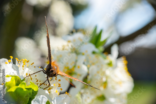 Swallowtail butterfly collecting nectar from white blossoming flowers, fresh spring close up detail shot