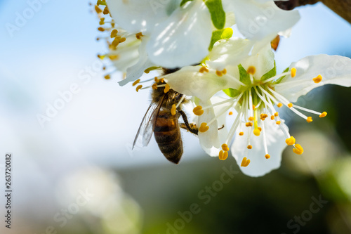 Close up detail shot of bee collecting pollen from fresh white blossoming flowers, spring, save the enviroment and endangered species concept, handheld 1080p Full HD shot