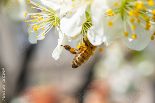 Close up detail shot of bee collecting pollen from fresh white blossoming flowers, spring, save the enviroment and endangered species concept, handheld 1080p Full HD shot