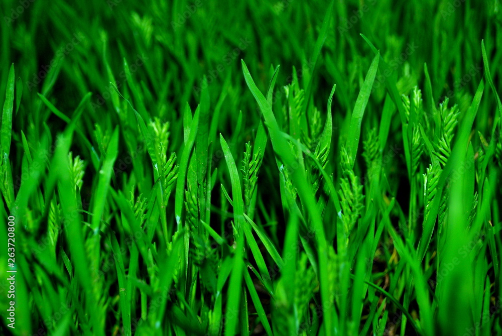 grass, green, nature, plant, field, fresh, growth, macro, herb, ecology grass, green, nature, plant, field, fresh, growth, macro, herb, ecology
