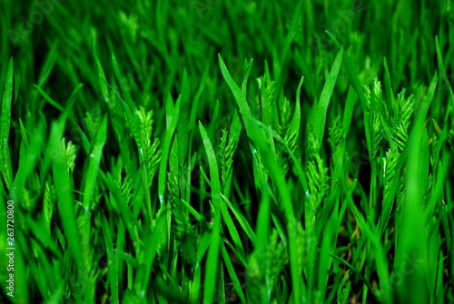 grass, green, nature, plant, field, fresh, growth, macro, herb, ecology