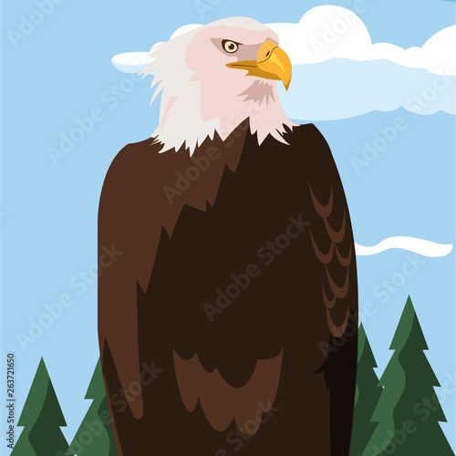 beautiful bald eagle animal in landscape