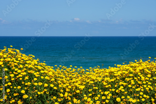 The lot of Chrysanthemum coronarium flowers growing wild in Israel.