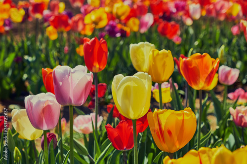 beautiful colored tulips in a field in the sunshine