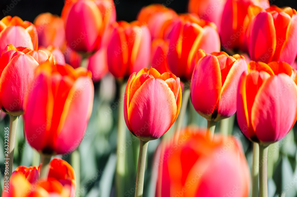 big flower bed with tulips close up big flower bed with tulips close up