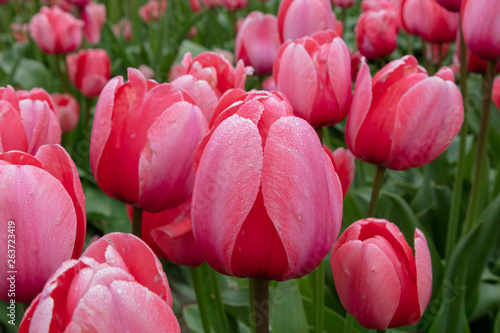 Prink Spring Tulip Flower