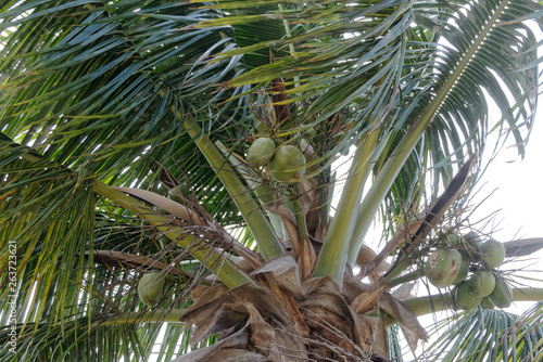 Noix de coco vertes en Guyane française