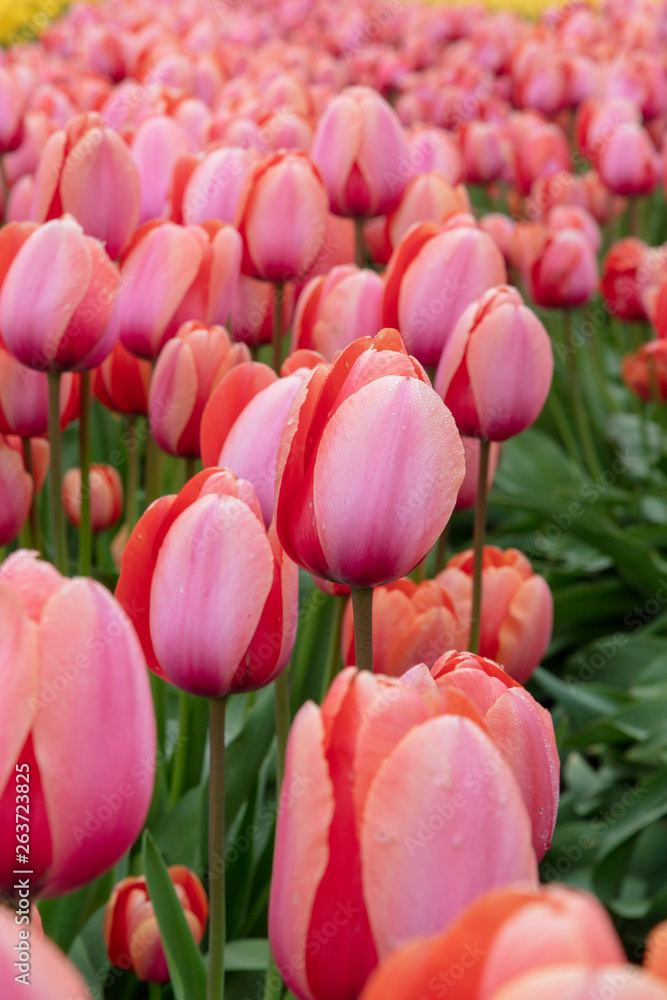 Prink Spring Tulip Flower Prink Spring Tulip Flower