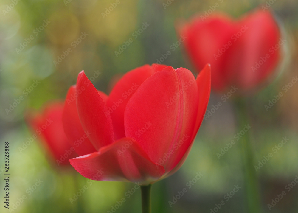 Rote Tulpe, Nahaufnahme