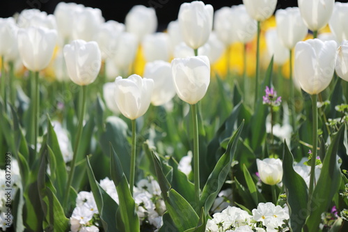 公園に咲く白いチューリップ