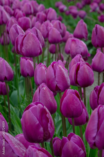 Purple Spring Tulip Flower