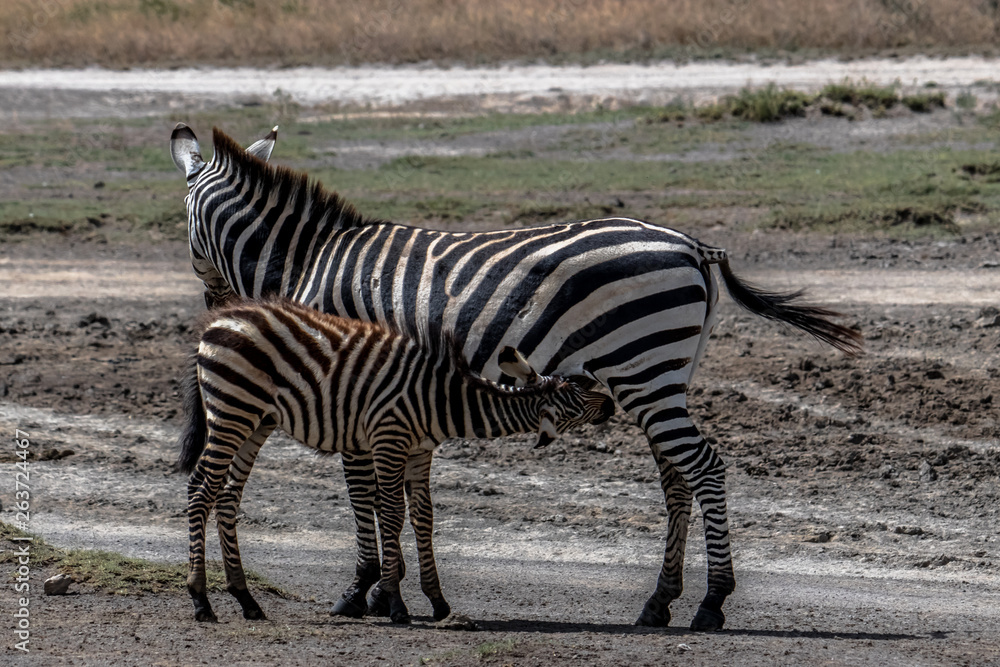 Zebra foal suckling from mother Zebra foal suckling from mother