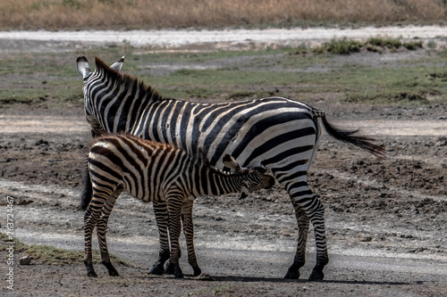 Zebra foal suckling from mother
